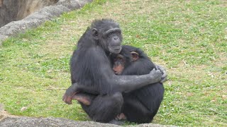Anna and Sumire don't get angry when Lui plays a prank on them　Nonhoi Park　Chimpanzee　202404