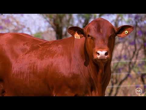 LOTE 18 - ZT 7078