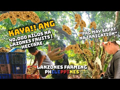 Video: Wie is de eigenaar van de Lanzones-boerderij in Indang Cavite?