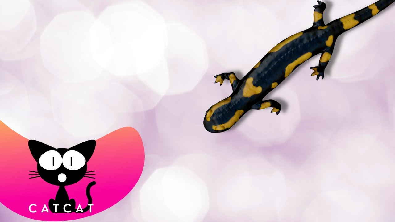 CAT GAME LIZARD ON SCREEN 1 hour of Cat Entertainment with Sound