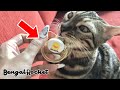 乳離れできない1歳の猫におしゃぶりをあげてみた結果ｗｗｗ【ベンガルロケット】