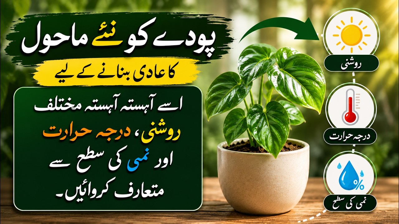 How to Acclimate Plants to a New Environment | Plant Hardening Process | Avoid Plant Shock