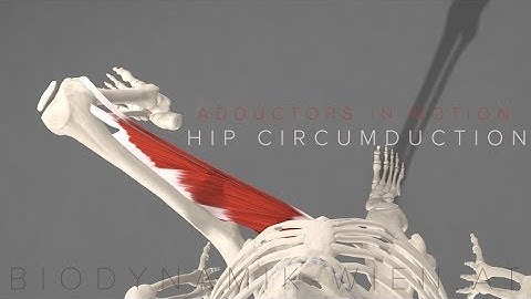 Adductors in Motion- Hip Circumduction (3D Animation)
