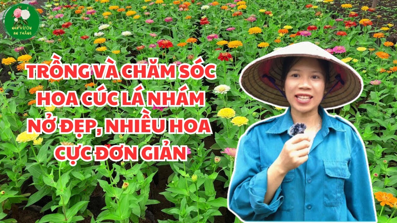 Hướng dẫn gieo hạt hoa cúc lá nhám cho hoa nở quanh năm, căn thời gian đúng chơi Tết 2025