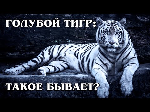 Vidéo: Tigre Bleu De Malte - Mythe Ou Réalité
