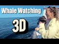 Whales in Nova Scotia Pleasant Bay Whale Watching on the Cabot Trail, Cape Breton,. VR 180 Video