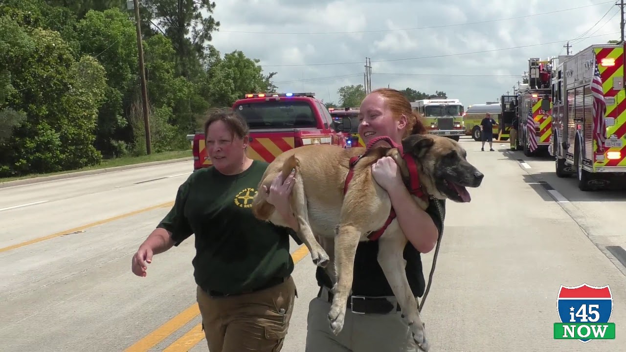 Cat, dog rescued from fire, two more dogs did not make it - YouTube