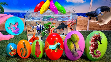 Tổng hợp video cá cảnh đẹp, động vật dễ thương, ếch cute, khủng long sáu sừng, cá betta, cá dĩa