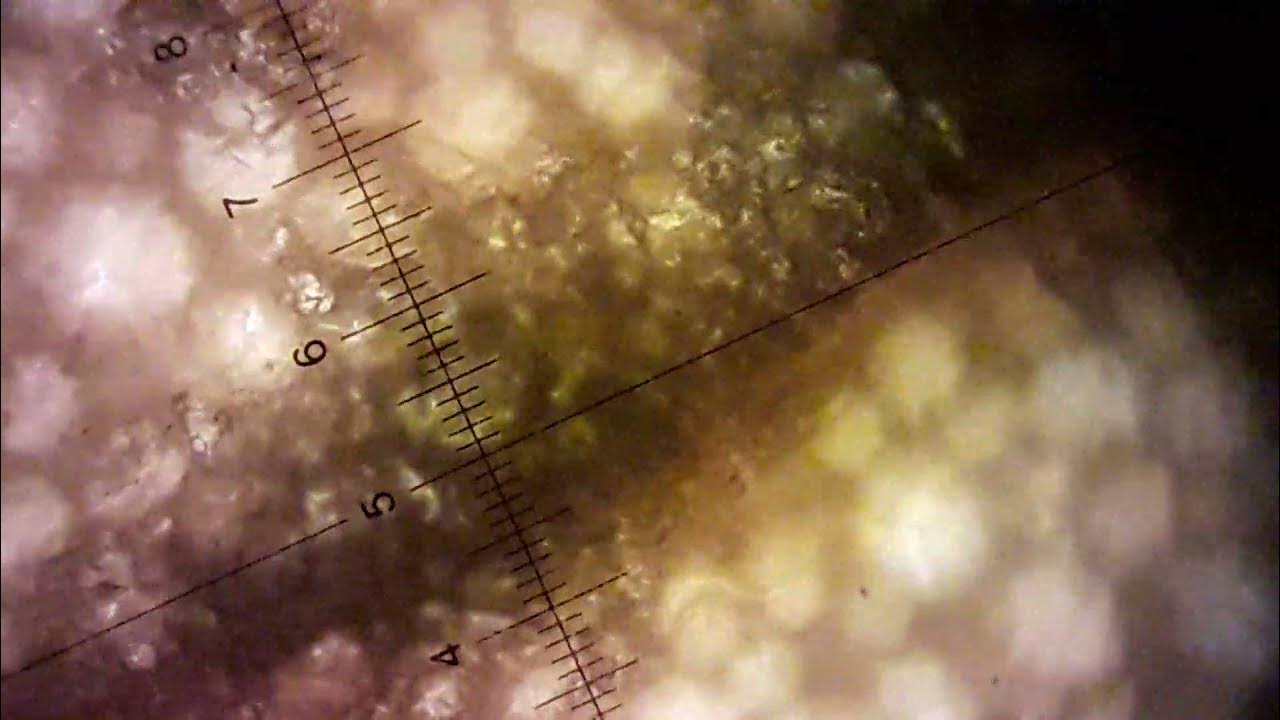 Under The Microscope Banana Peel & Plant Leaves. YouTube