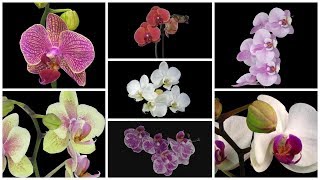 Time lapse 26 Super Orchid blooming Before Your Eyes