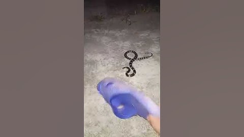 ngồi chơi hóng gió buổi tối gặp rắn độc đi kiếm ăn và cứ nằm ở gầm xe điện