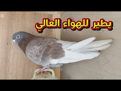 ليش ما يطلع البيض عندتزاوج تلحما هل اکوسبب