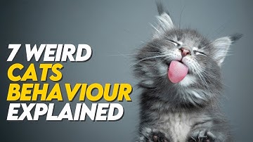 7 Weird Cats Behavior Explained