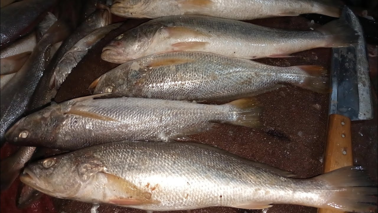 Mushka Machli or Tiger Tooth Croaker Fish Cutting & Info
