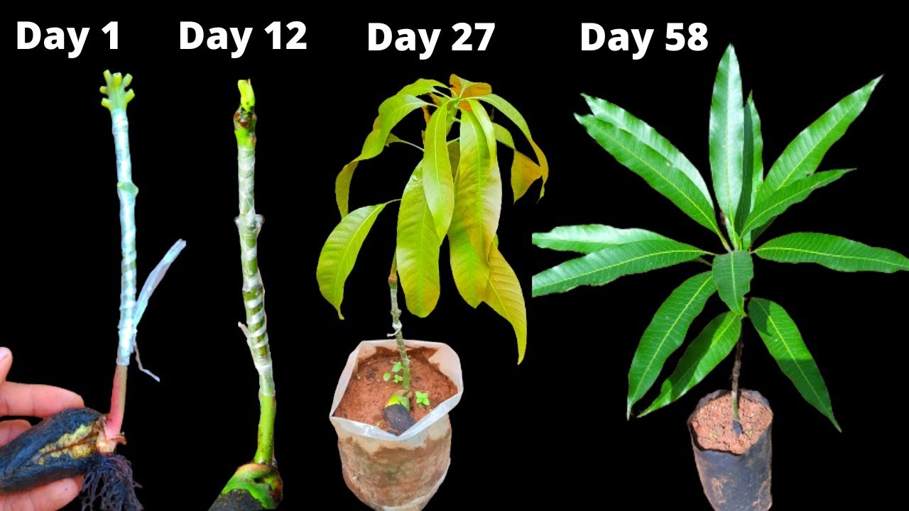 Mango stone grafting from Day 1 to Day 58 / grafting 2 month update