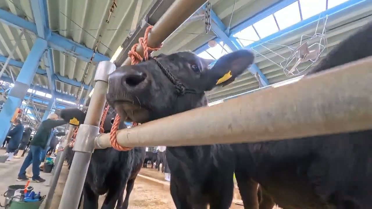 【農業なう2025】牧畜廃業します〜約１００年の営み・最後のドナドナ〜