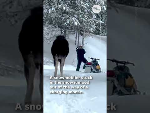 Snowmobiler stuck in snow nearly hit by charging moose | USA TODAY #Shorts
