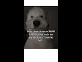 #memes #funny #duet