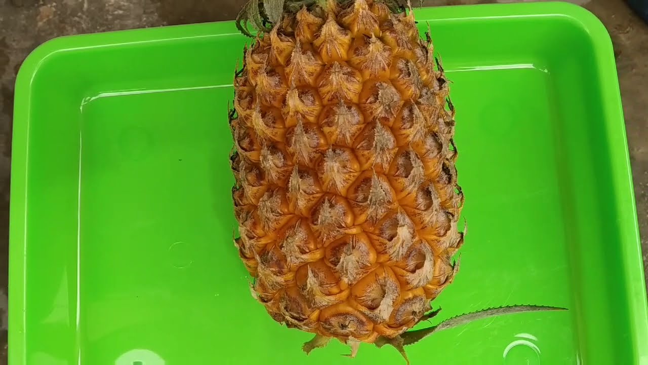 LUAR BIASA!!! MANFAAT BUAH NANAS || UNTUK KESEHATAN 