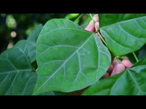 Video: Vorm van plantenbladeren