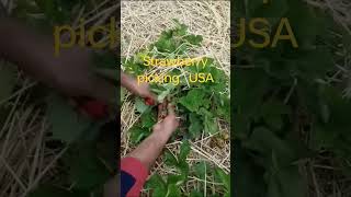 strawberry picking for usa அமெரிக்காவி ல் ஸ்ட்ராபெரி பறித்தல்youtubeshorts shortvideo