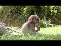【続編】やばすぎる！ニホンザルの赤ちゃんがかわいすぎる件