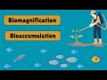 The Impact of Bioaccumulation and Biomagnification on Ecosystems