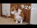 母に怒られてめっちゃ目が泳ぐコーギー犬