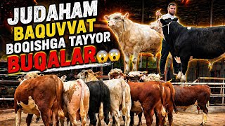 JUDAHAM BAQUVVAT BOQISHGA TAYYOR BUQALAR SHUKURULLO BUQALARGA 4/MILLION BONUS QIVORDI 