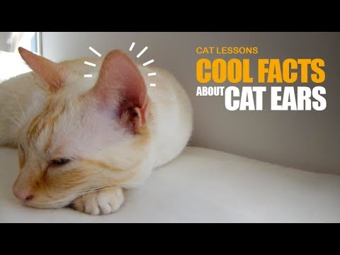 Video: Kattefakta: 10 Interessante Ting Om Katteører