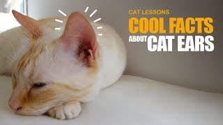10 Cool Facts About Your Cat's Ears by Cat Lessons 44,085 views 6 years ago 1 minute, 30 seconds