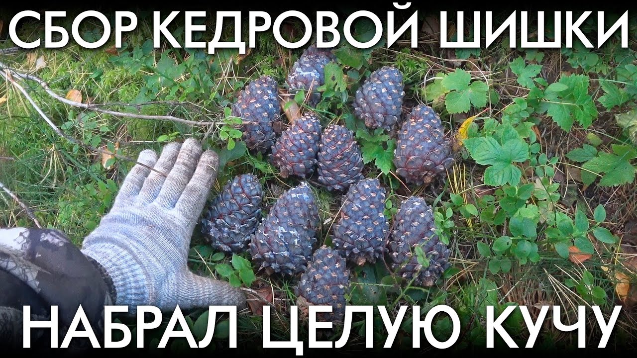 СБОР КЕДРОВОЙ ШИШКИ / НАБРАЛ ЦЕЛУЮ КУЧУ - YouTube