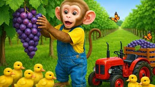 BiBi Monkey's 5 MINUTE Tractor Tire Challenge Can You Beat The Clock?