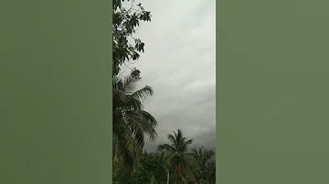 Nice Monsoon Shorts 