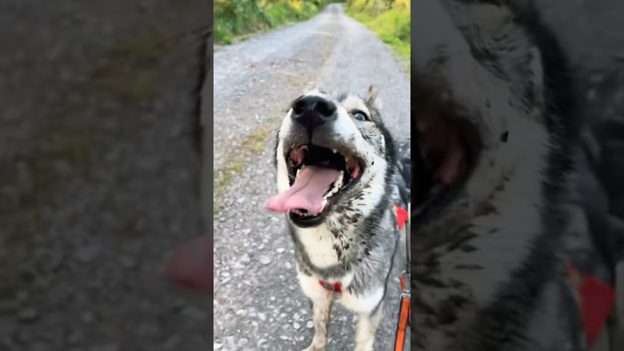 Coyote Canicross 2025 