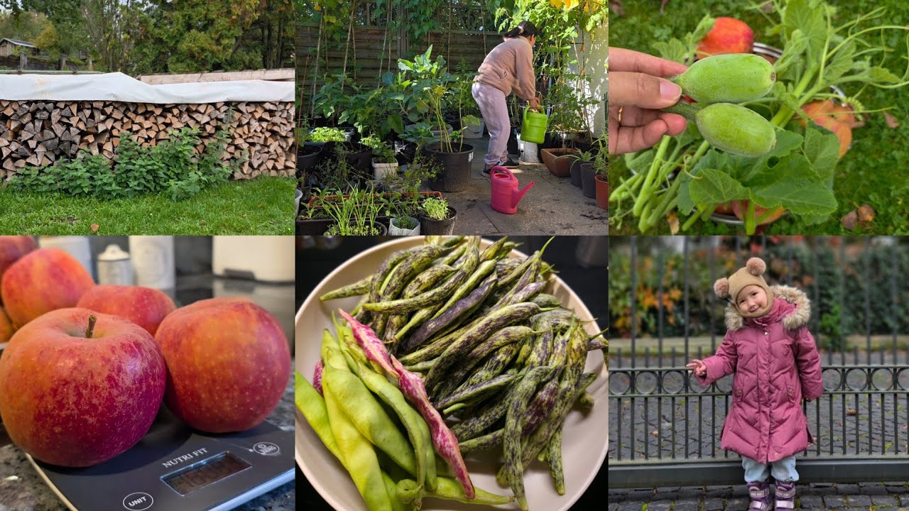 The Last Harvest||Harvesting Beans & Apples and making a Jam😋😍