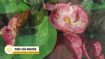 Phút Cầu Nguyện, Thứ Sáu 24/02/2023: Niềm Tin Được Đáp Lời