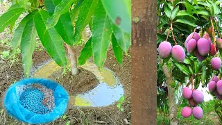 The Best Way to Use Npk Fertilizer For Mango Trees to Fruit | Best Fertilizer