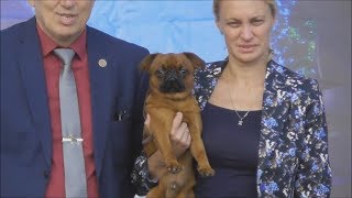 пти брабансон, видео с выставки собак пти брабансон, видео с выставки собак