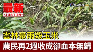 雲林豪雨毀玉米 農民再2週收成卻血本無歸【最新快訊】