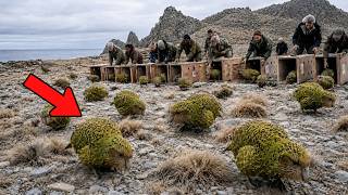 Neuseeland Brachte Die Letzten 51 Kakapos Auf Eine Abgelegene Insel - Ein Wunder Geschah