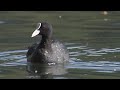 Oiseau rallid foulque poussin