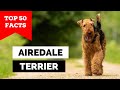 99 of airedale terrier owners dont know this
