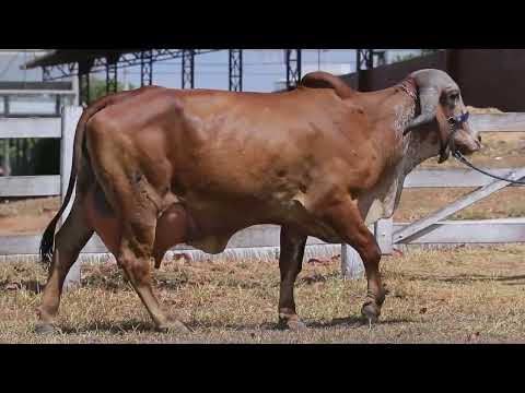 LOTE 01 - GIGI FIV SESMARIA SA - SSAF 123