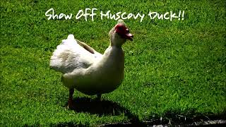 Show Off Muscovy Ducks, Along The Lllangollen Canal, June 2022