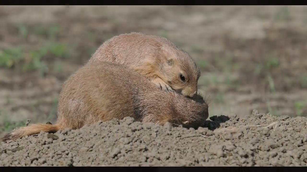 Prairie Dogs are just so cute!