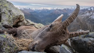 1st PART: The queen comes first | hunting ibex | capra ibex | mountain hunt | English subtitle
