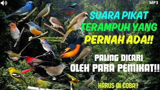 INI DIA!! SUARA PIKAT BURCIL TERAMPUH YG PERNAH ADA, DICARI PARA PEMIKAT BURUNG.