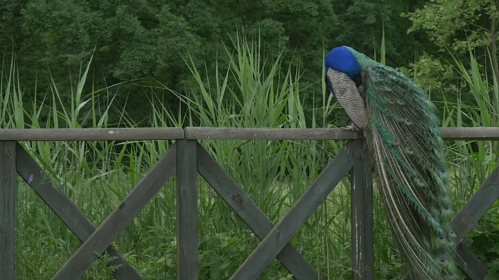 peacock on a wooden fence