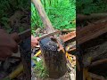 bambu yg keras sepuhannya harus luat